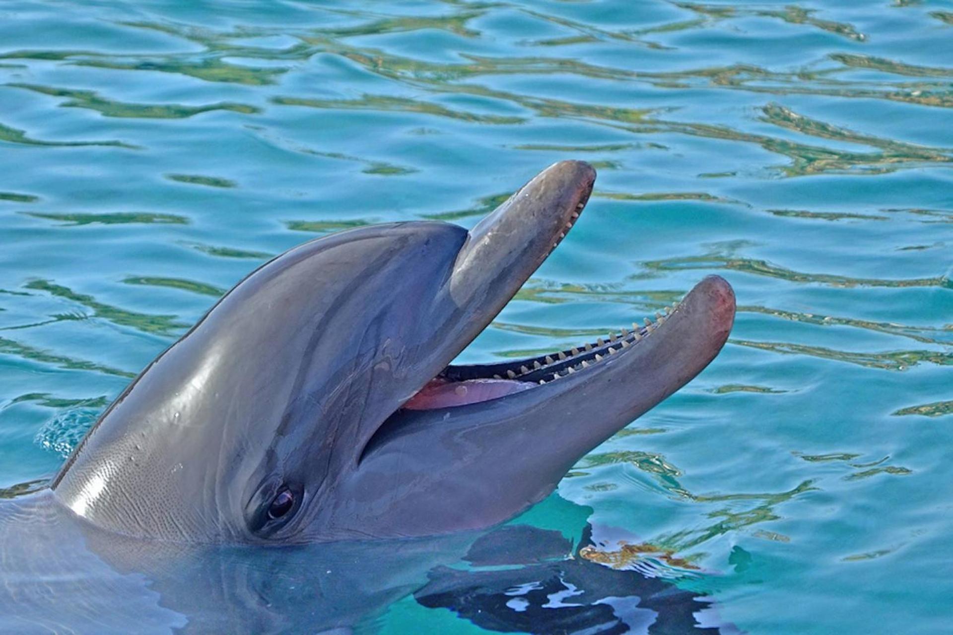 Moonmist Fish Tales Holiday home Siesta Key